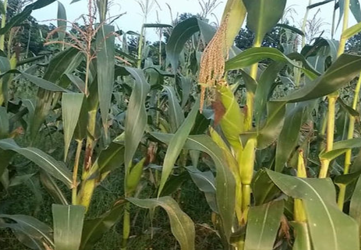 Sustainable Agriculture Program